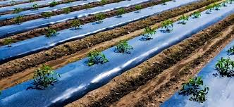 تصویر 4 از نایلون مالچ کشاورزی چندلایه با استحکام بالا